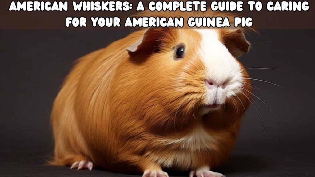 American Whiskers A Complete Guide to Caring for Your American Guinea Pig