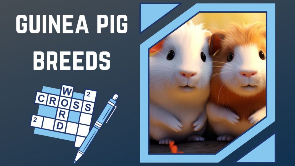 Fur, Whiskers, and Wits A Crossword Adventure in Guinea Pig Breeds