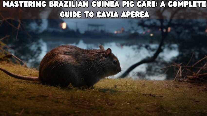 Mastering Brazilian Guinea Pig Care: A Complete Guide to Cavia aperea