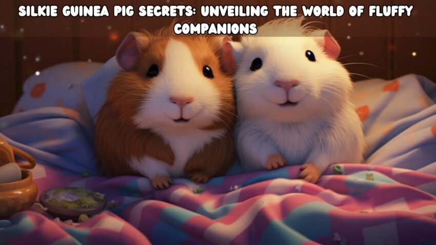 Silkie Guinea Pig Secrets Unveiling the World of Fluffy Companions