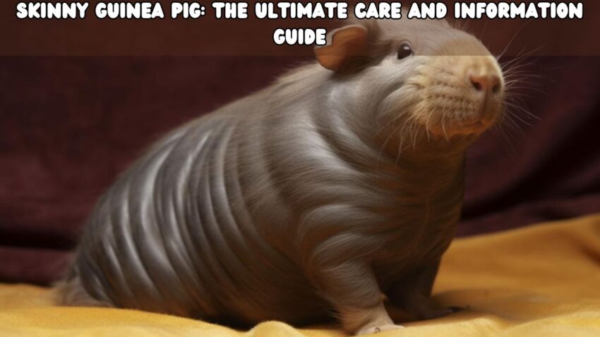 Skinny Guinea Pig The Ultimate Care and Information Guide