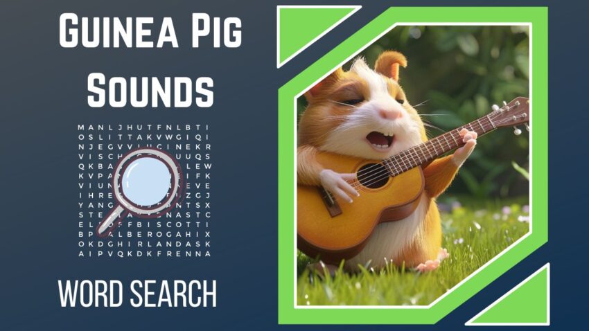 Squeaks and Whistles Unravel the Symphony of Guinea Pig Sounds