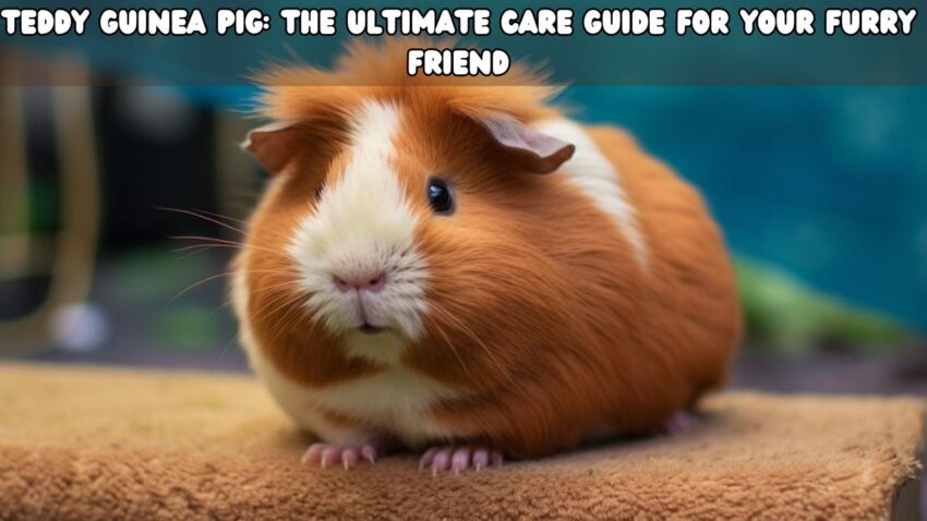 Teddy Guinea Pig The Ultimate Care Guide for Your Furry Friend