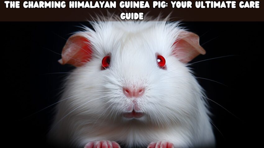 The Charming Himalayan Guinea Pig Your Ultimate Care Guide