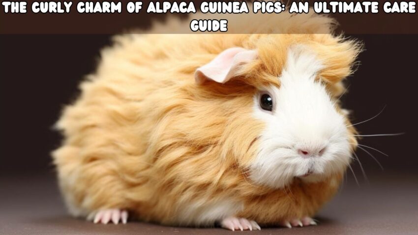 The Curly Charm of Alpaca Guinea Pigs An Ultimate Care Guide