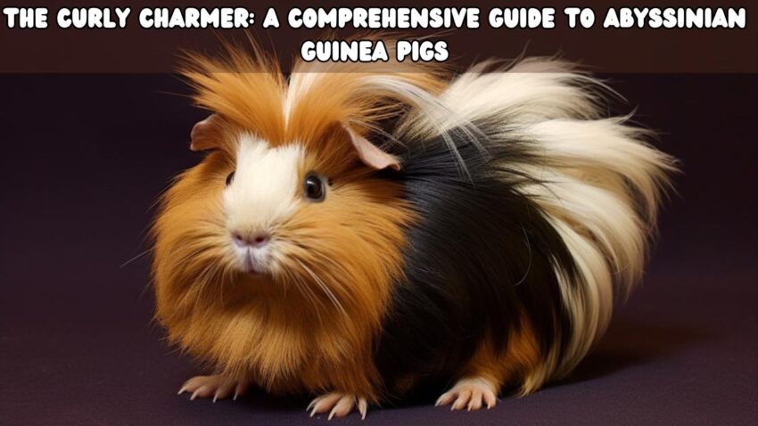 The Curly Charmer A Comprehensive Guide to Abyssinian Guinea Pigs