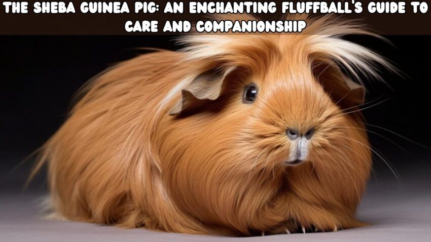 The Sheba Guinea Pig An Enchanting Fluffball's Guide to Care and Companionship