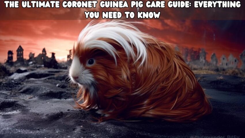 The Ultimate Coronet Guinea Pig Care Guide Everything You Need to Know