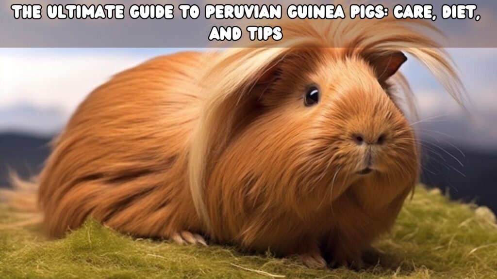 The Ultimate Guide to Peruvian Guinea Pigs Care, Diet, and Tips