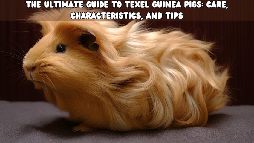 The Ultimate Guide to Texel Guinea Pigs Care, Characteristics, and Tips